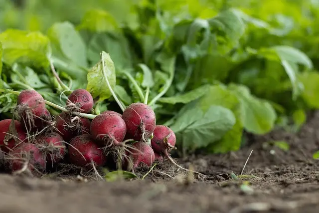 Guide Pratique pour Cultiver des Légumes en Équilibre