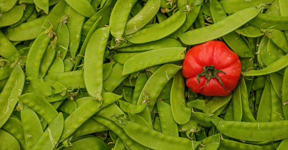 Le Guide Complet des Légumes à Cultiver pour Débutants