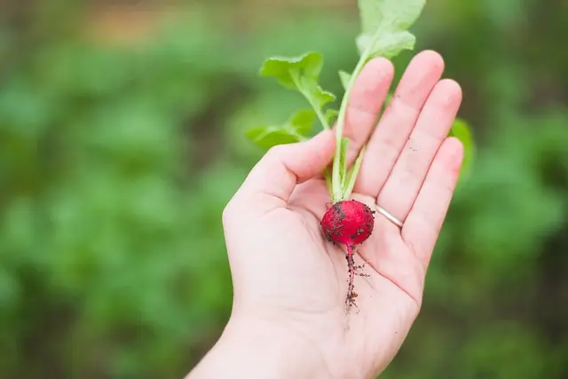 Guide Pratique pour Cultiver des Légumes en Équilibre
