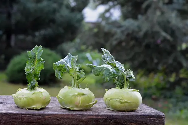 Le Guide Complet des Meilleures Pratiques pour Cultiver des Légumes