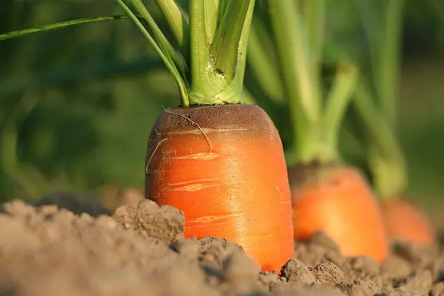 Comment Cultiver des Légumes en Équilibre: Guide Pratique
