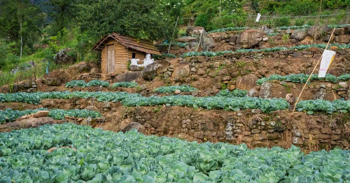 Les Meilleures Méthodes pour Cultiver des Légumes en Équilibre