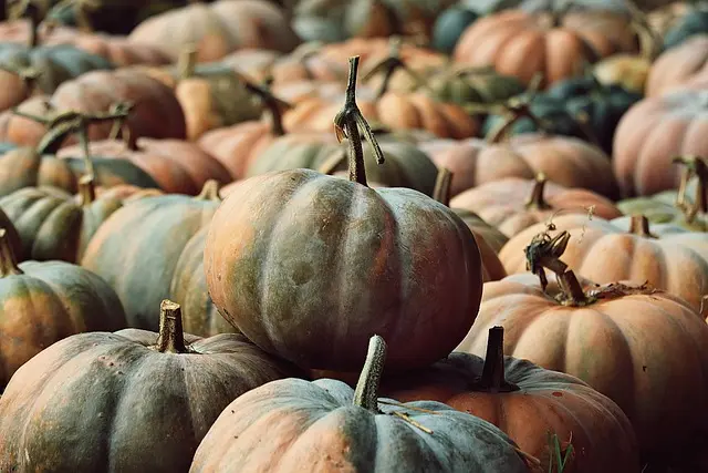 Guide Pratique pour Choisir les Légumes à Cultiver en Automne