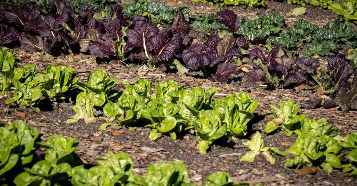 Guide Complet des Légumes à Cultiver en Fonction de Votre Sol