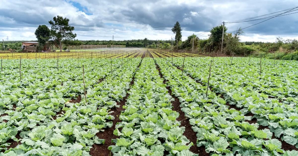 10 Légumes Indispensables à Cultiver pour un Potager Équilibré