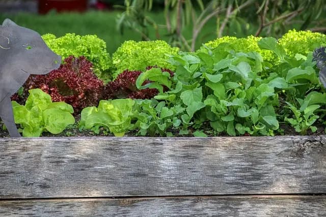 Le Guide Ultime pour Choisir les Meilleurs Légumes à Cultiver