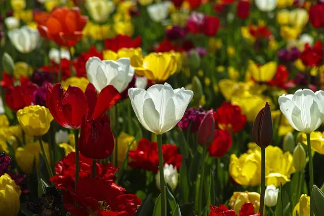 Guide Complet pour Choisir Vos Légumes à Semer au Printemps