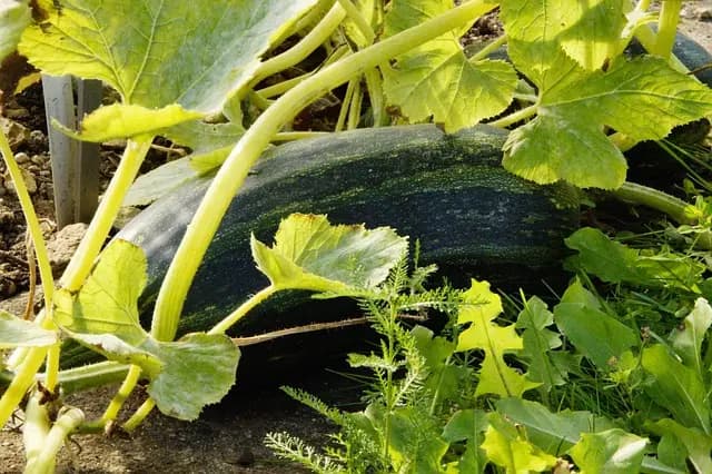 Guide Complet pour Cultiver des Légumes Réussis en Potager