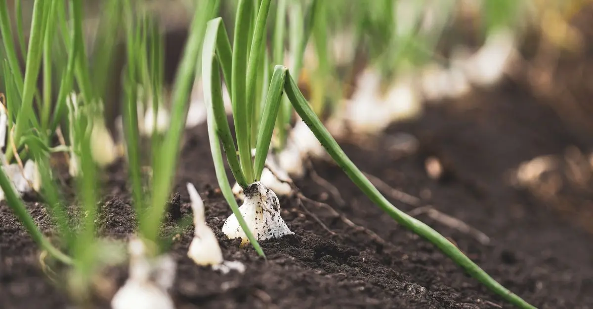 Guide Complet pour Choisir les Légumes à Semer en Printemps