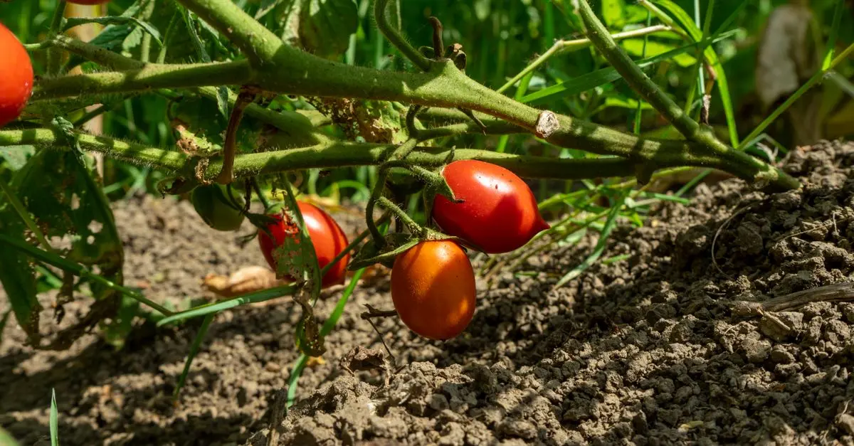 Tout Savoir sur les Légumes de Saison : Variétés et Entretien