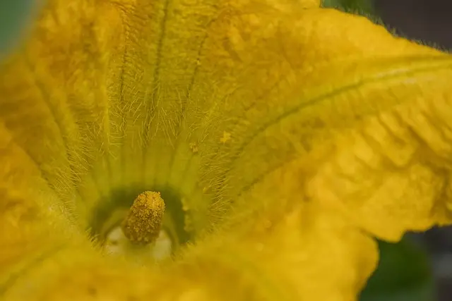 Guide Complet pour Cultiver des Légumes de Saison