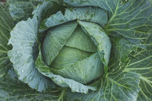 Guide Complet pour Cultiver des Légumes Écologiques