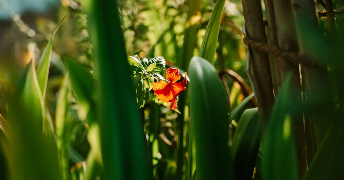 Les Secrets pour Réussir la Culture des Légumes Exotiques