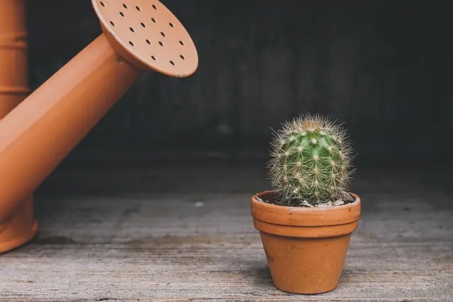 Les Meilleurs Légumes à Cultiver dans un Potager Urbain