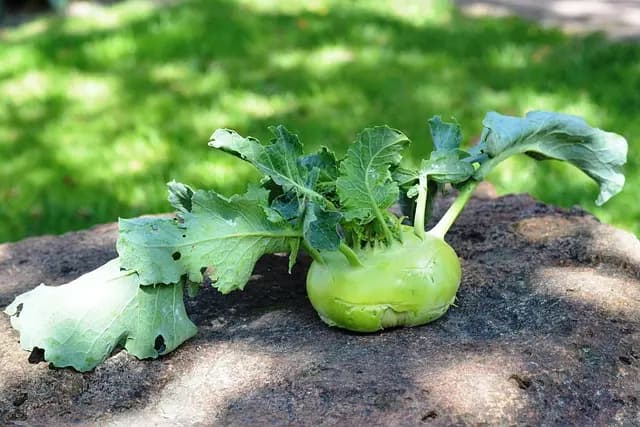 Comment Évaluer vos Besoins en Nutriments pour Cultiver des Légumes
