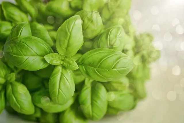Les Légumes d'Hiver : Quand et Comment Cultiver
