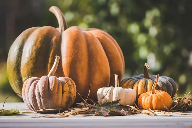 Tout savoir sur les Légumes de Saison : Avantages et Cultivation