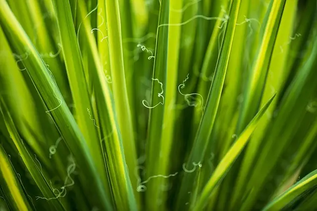 Le Guide Essentiel pour Cultiver des Légumes en Équilibre