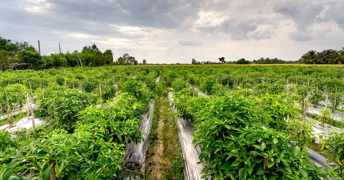 Guide Pratique pour Cultiver des Légumes de Saison