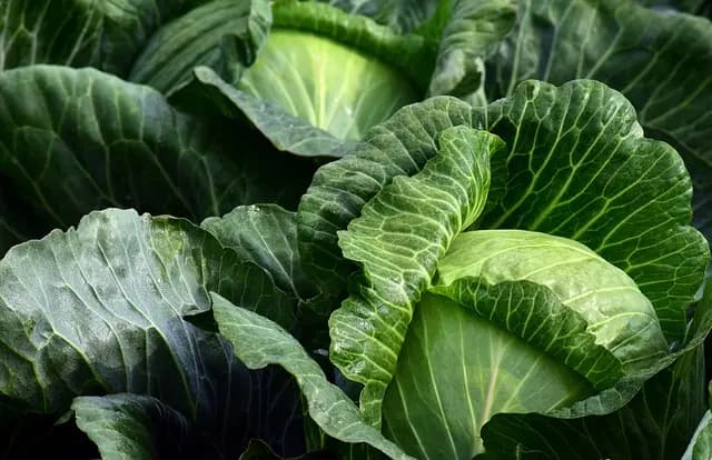 Guide Pratique pour Cultiver des Légumes en Intérieur