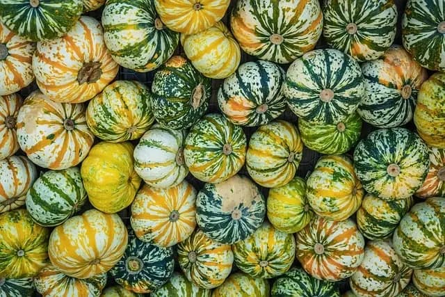 Guide Ultime pour Cultiver des Légumes Bio : Techniques et Astuces