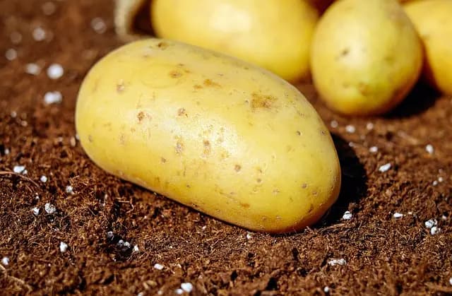 Guide Pratique pour Cultiver des Légumes Écologiques