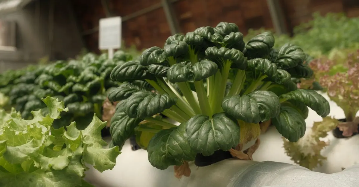 Guide Complet pour Cultiver des Légumes Bio à la Maison