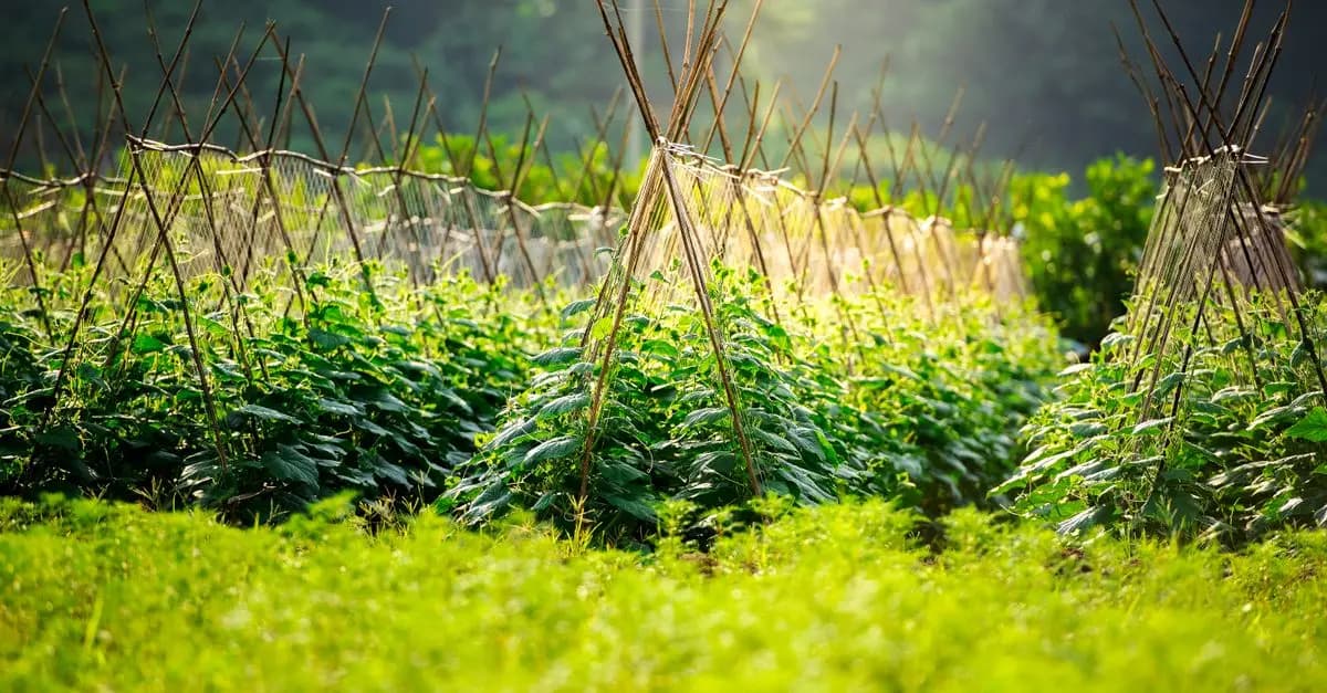 Guide Complet pour Cultiver des Légumes Bio avec Succès