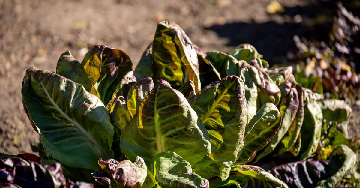 Guide Complet pour Cultiver des Légumes Écologiques