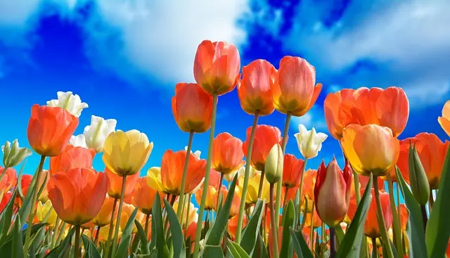 Guide Pratique pour Cultiver des Légumes de Saison