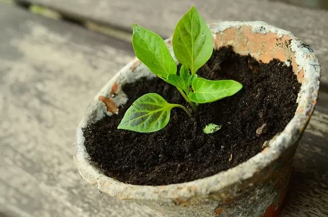 Comment Cultiver des Légumes dans un Petit Espace : Guide Complet