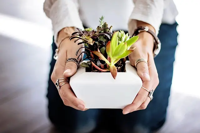 10 Légumes à Cultiver en Intérieur : Guide Pratique