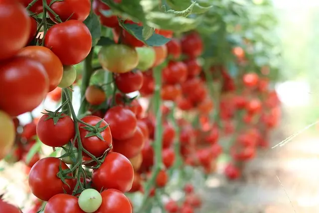 Guide Complet pour Cultiver des Légumes en Potager Bio