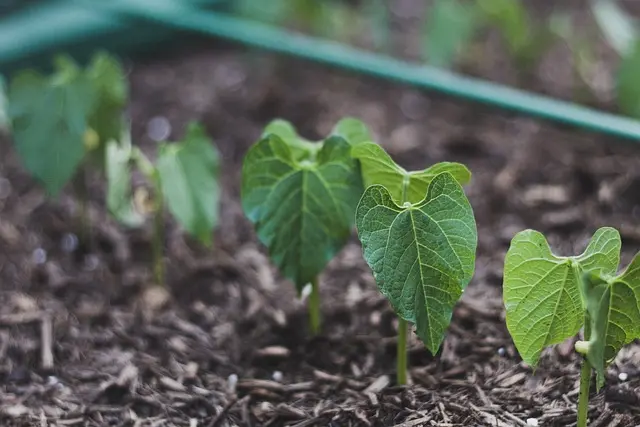 Guide Complet pour Choisir les Légumes à Planter au Printemps