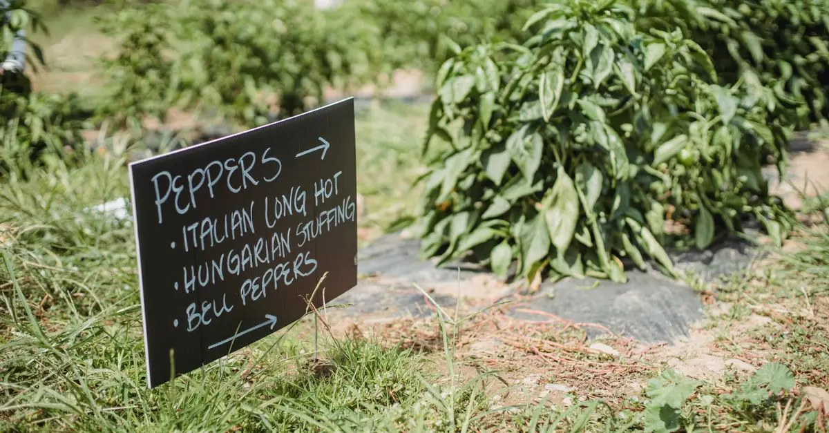 Guide Complet pour Cultiver des Légumes Fertiles