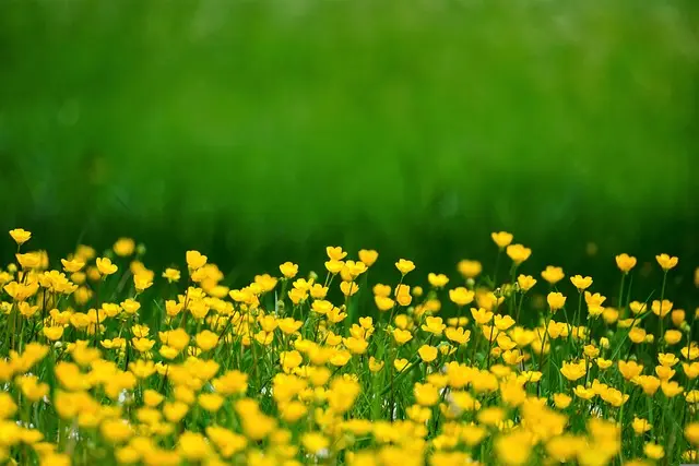Les Légumes à Planter au Printemps : Guide Complet