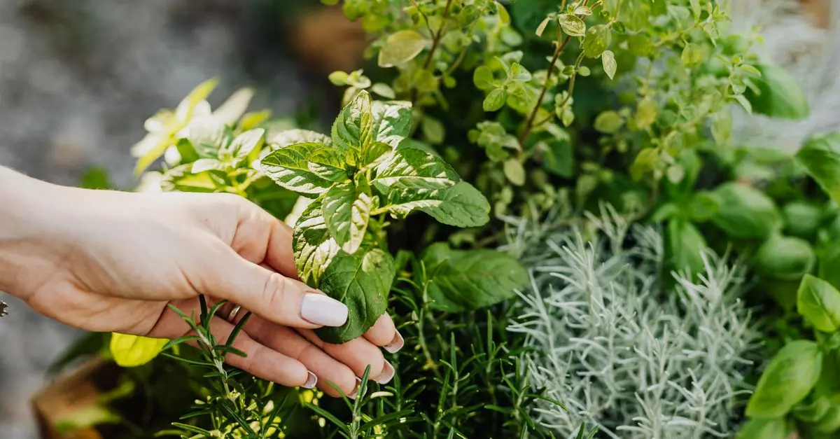 La Permaculture : Une Révolution pour votre Potager
