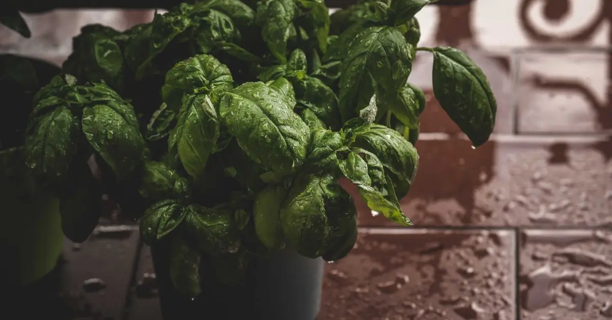 Guide Pratique pour Cultiver des Légumes d'Intérieur