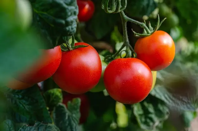 Les Meilleurs Légumes à Cultiver en Intérieur