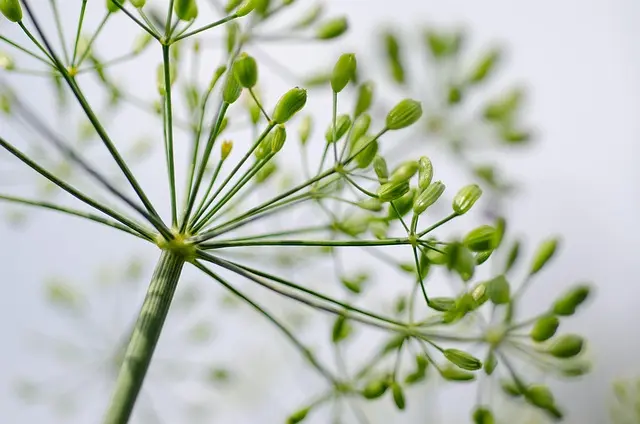 Guide Pratique pour Cultiver des Légumes Viandeux et Aromatiques