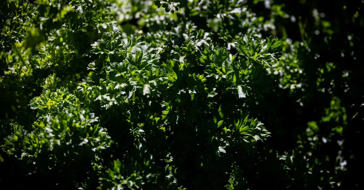Guide Pratique pour Cultiver des Légumes en Équilibre