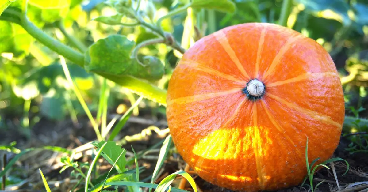 Guide Complet pour Cultiver des Légumes Écologiques