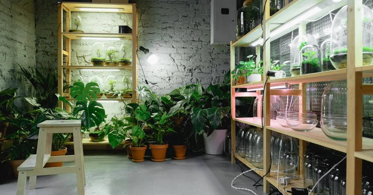 Guide Complet pour Réussir la Culture des Légumes en Intérieur