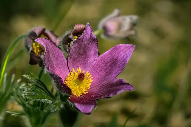 Guide Complet pour Choisir les Légumes à Semer au Printemps