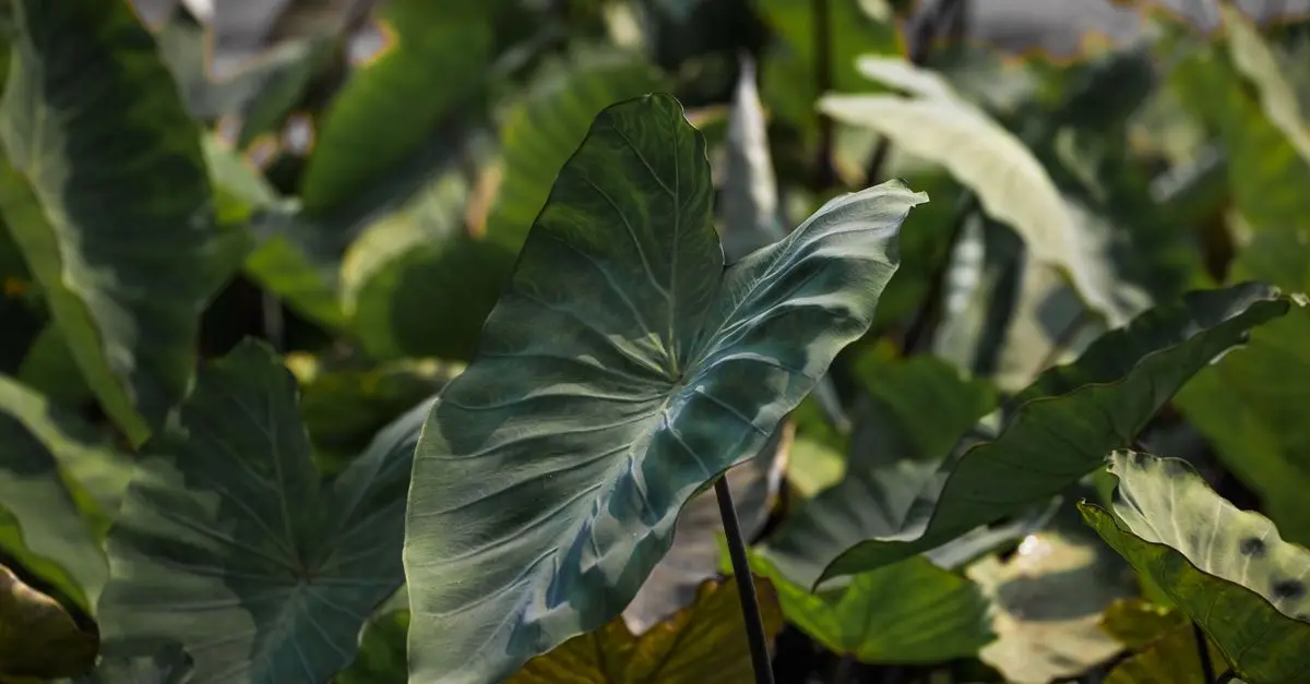 Guide Complet pour Cultiver des Légumes à Feuilles