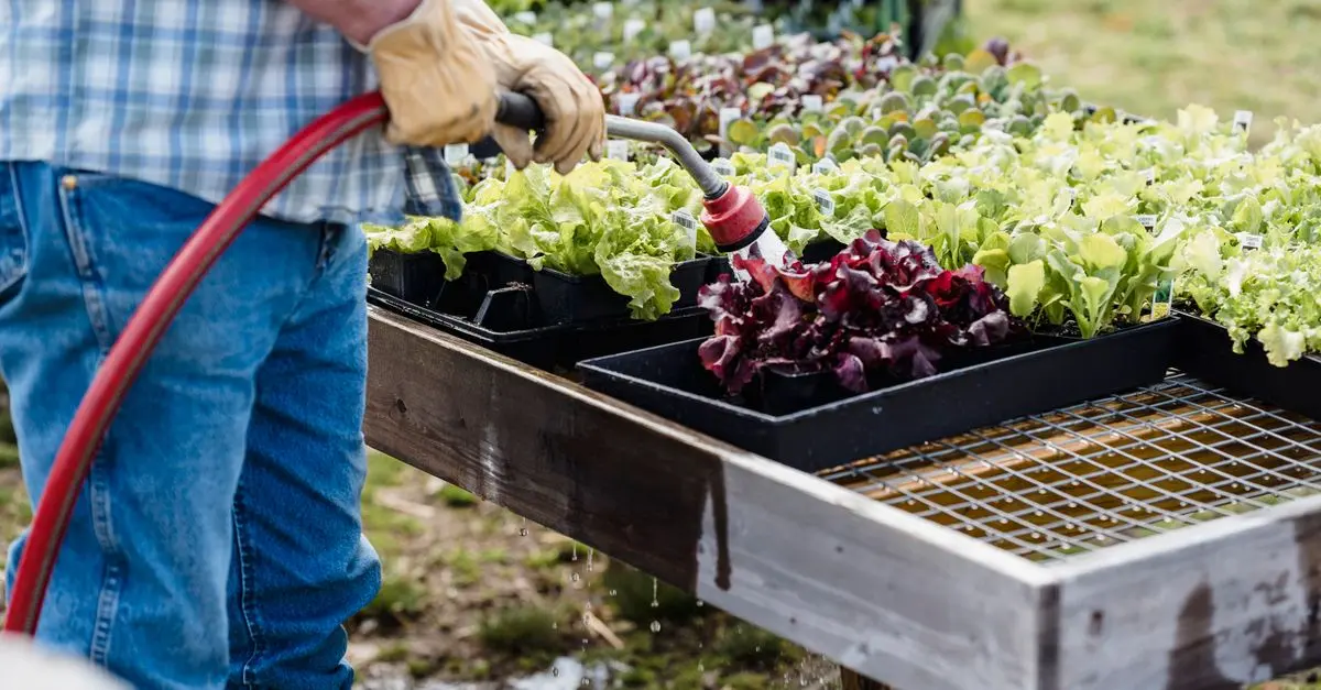 Guide Pratique pour Cultiver des Légumes de Saison