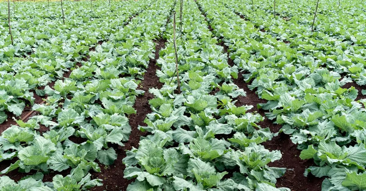 Guide Pratique pour Cultiver des Légumes Écologiques