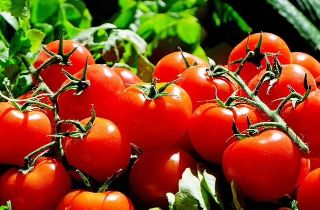Le Guide Complet pour Cultiver des Légumes DIY