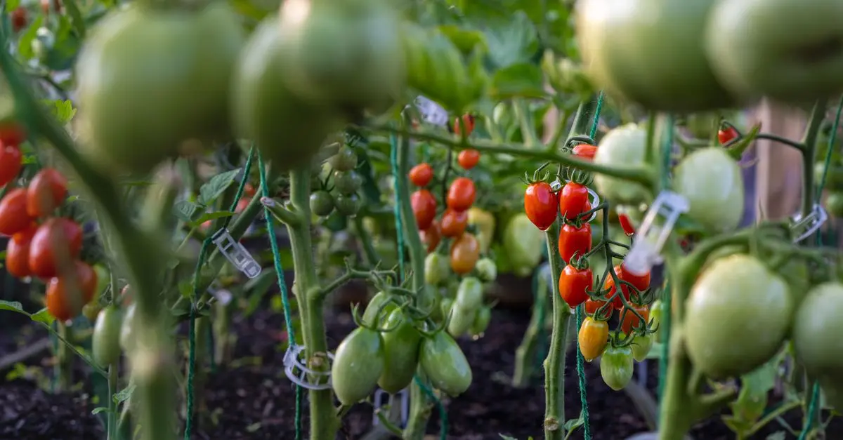 Guide Complet des Légumes de Saison : Quand et Comment Cultiver