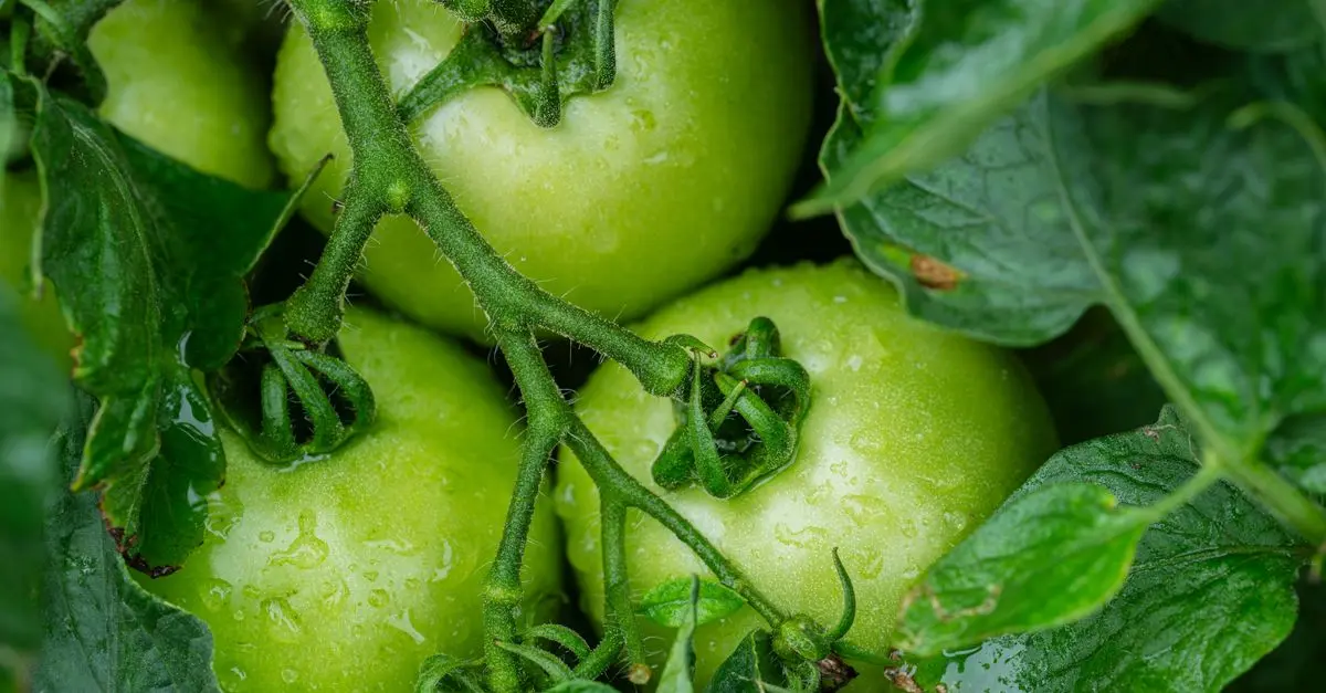 Les Meilleures Méthodes pour Cultiver des Légumes Bio